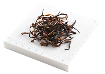 Wild Cordyceps Tail